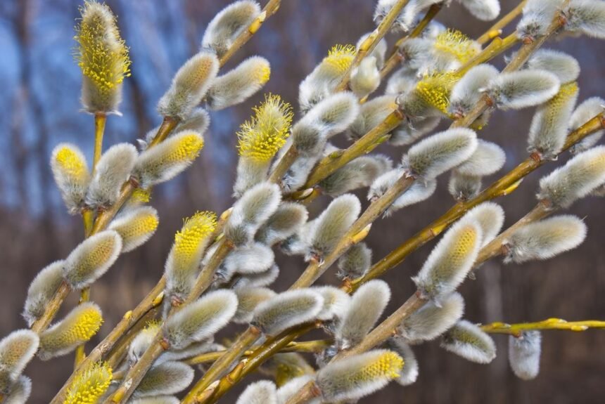 вербна неділя