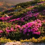 червона рута