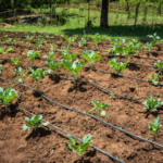 крапельний полив